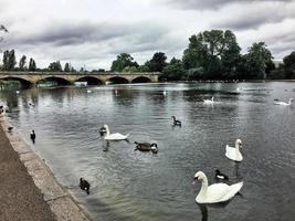 una vista de algunos pájaros en un lago en Londres foto