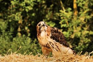 A close up of a Common Buzzard photo