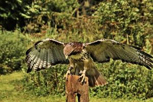 A close up of a Common Buzzard photo