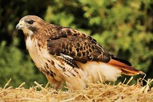 A close up of a Common Buzzard photo