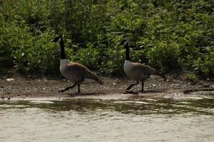 A close up of a Canada Goose photo