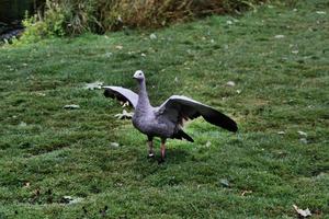 A close up of a Cape Barren Goose photo