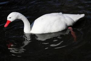 A close up of a Coscoroba Swan photo