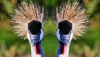 A close up of a Crowned Crane photo