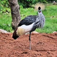 A close up of a Crowned Crane photo