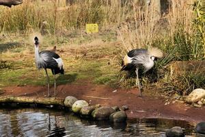 A close up of a Crowned Crane photo