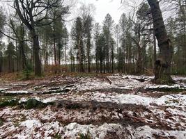 una vista del bosque delamere en cheshire en invierno foto
