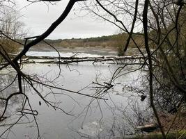 una vista del bosque delamere en cheshire en invierno foto