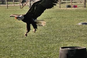 un primer plano de un águila calva foto