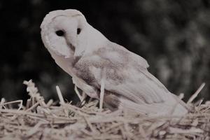 A close up of a Barn Owl photo