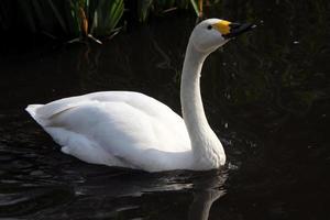 un primer plano de un cisne bewick foto