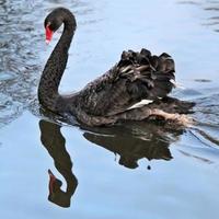 A close up of a Black Swan photo