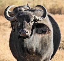 A close up of a Buffalo photo
