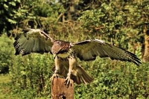 A close up of a Common Buzzard photo