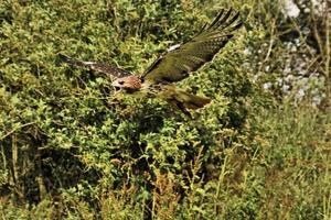 A close up of a Common Buzzard photo