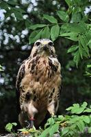 A close up of a Common Buzzard photo