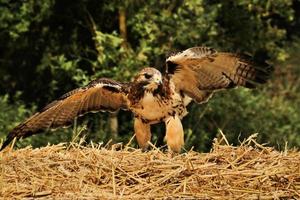 A close up of a Common Buzzard photo