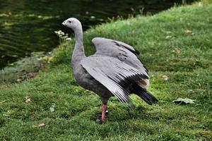 A close up of a Cape Barren Goose photo