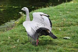 A close up of a Cape Barren Goose photo