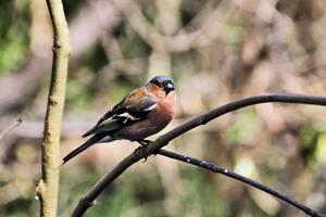 A close up of a Chaffinch photo