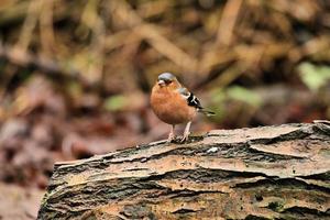 A close up of a Chaffinch photo