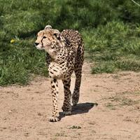 A close up of a Cheetah on the prowl photo