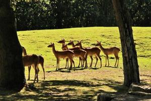 una vista de algunos ciervos en barbecho en richmond park en londres foto