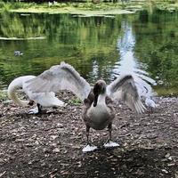 A view of a Mute Swan Cygnet photo