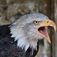 un primer plano de un águila calva foto