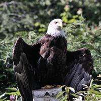 un primer plano de un águila calva foto