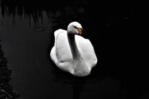 un primer plano de un cisne bewick foto