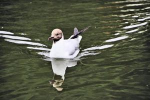 A view of a Black Headed Gull photo