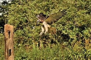 A close up of a Common Buzzard photo