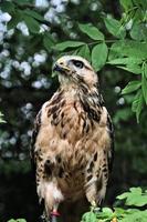 A close up of a Common Buzzard photo