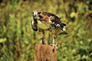A close up of a Common Buzzard photo
