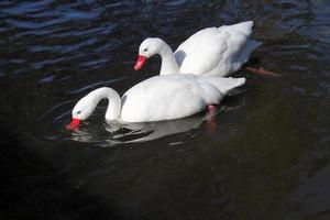 A close up of a Coscoroba Swan photo