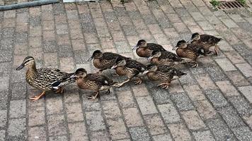 A view of a Mallard Duck photo