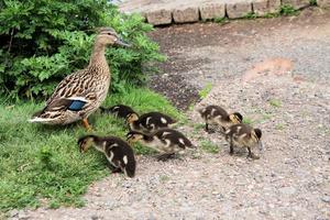 A view of a Mallard Duck photo