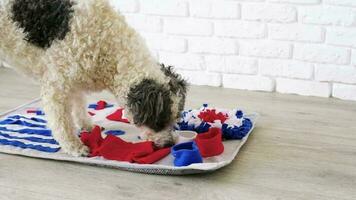 lindo perro de raza mixta jugando con una alfombra lavable para esconder golosinas secas para el trabajo de la nariz. juegos intelectuales con mascota