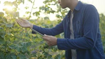 jardineiro de homens vestindo jeans planta poder no jardim, segure o tablet, verifique a ordem padrão do produto. na manhã de todos os dias video
