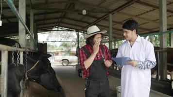 veterinário ou cientista agrícola de jaleco branco e com prancheta dando instruções ao agricultor sênior em pé no estábulo da fazenda e olhando para instalações de vacas leiteiras comendo feno. video