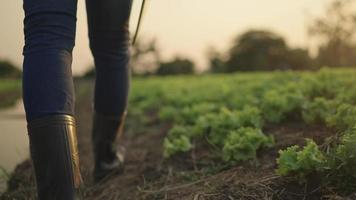 o agricultor está trabalhando e inspecionando os vegetais nos campos. video