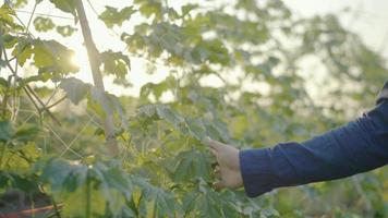 le jardinier masculin touche la gourde dans le jardin avec sa main. video