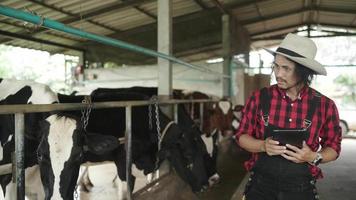 agricoltura. tecnologia agricola intelligente. uomo anziano agricoltore lattaio con una tavoletta digitale esamina la quantità di latte prodotto da uno stile di vita di vacca maculata. l'agricoltore lavora accanto a una mucca in un caseificio video