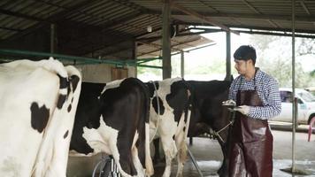 cámara lenta, hombre arpon tecnología agrícola inteligente. granjero lechero con una tableta digital examina la cantidad de leche producida por un estilo de vida de vaca manchada. un granjero trabaja junto a una vaca en una granja lechera video
