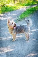 Cute photos of Yorkshire terrier outdoors in nature on a sunny day.