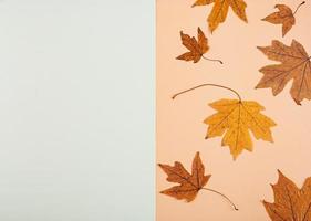 concepto de otoño. hojas secas en colores pastel. vista superior