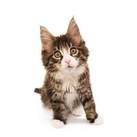 Maine coon kitten isolated on white background photo