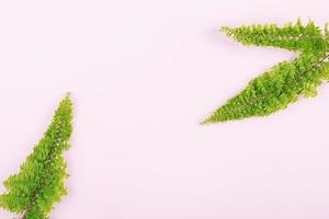 Fern branches pattern on pink background. Flat lay, top view. Free space for your text. photo