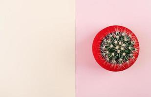 cactus aislado en maceta roja. vista superior. foto